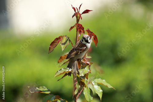 House Sparrow Perched on Young Rose Stem in Spring Garden