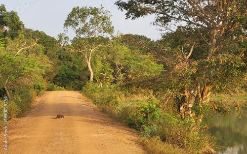 Foto Parc national de Wilpattu, Sri Lanka