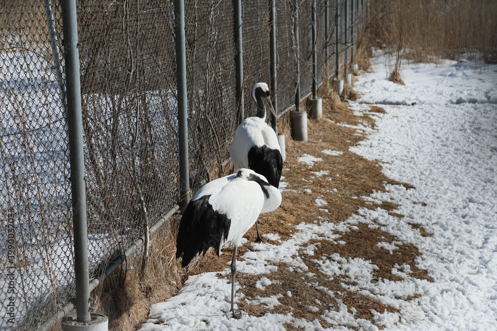 Obraz premium Two red-crowned cranes resting near a fence in winter.