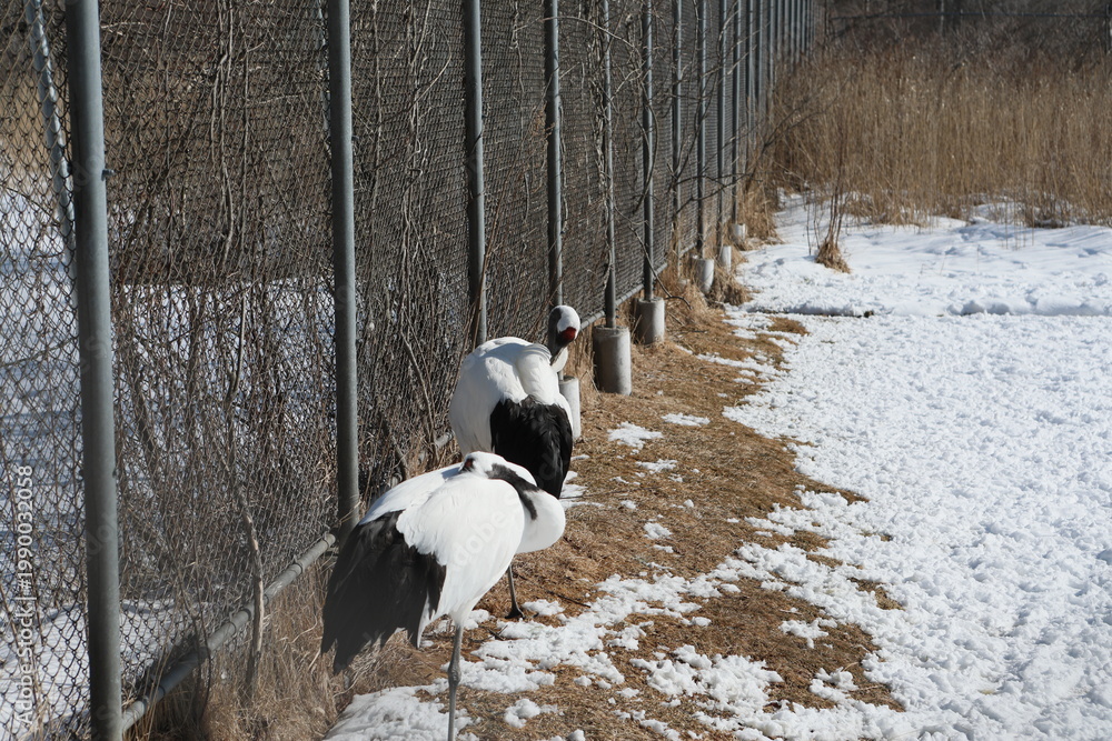 Obraz premium Two red-crowned cranes resting near a fence in winter.