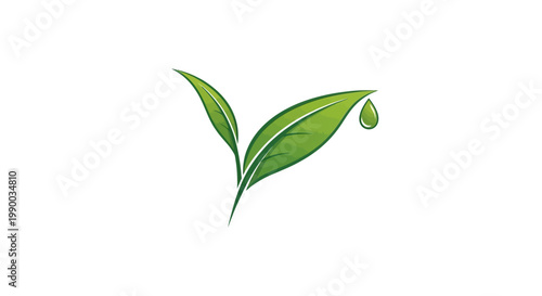 Green leaf with water droplet closeup.