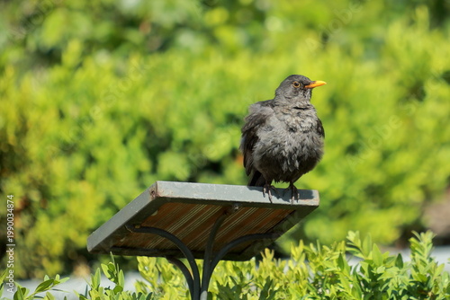 Blackbird Looking Sideways Perched on Metal Structure in Garden