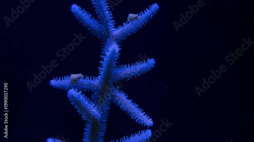 電気ブルーに光るサンゴの枝マクロ軌道撮影・生物発光ポリプの細部