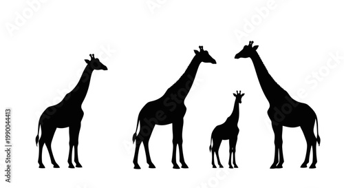 Elegant Silhouettes of a Giraffe Family Standing Together Against a Pristine White Background, Depicting Wildlife Serenity and Natural Grace