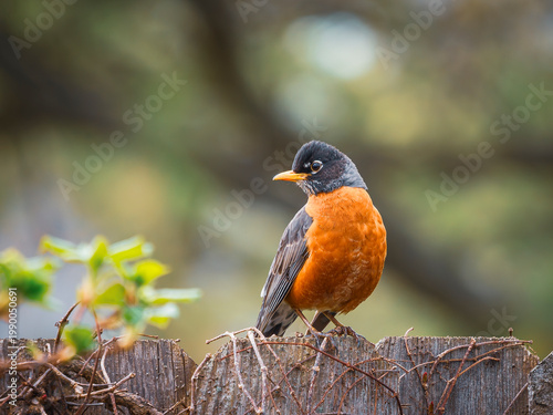 Canvastavla An American Robin perched on a rustic wooden garden fence with dry vines, showca