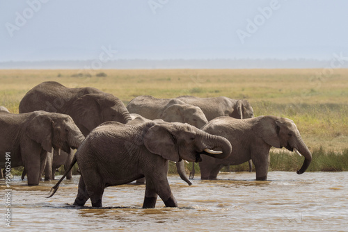 Canvas Print Herd of elephants in a small lake