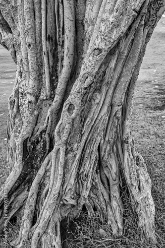 Textured Trunk of an Old Growth Tree in Black and White.