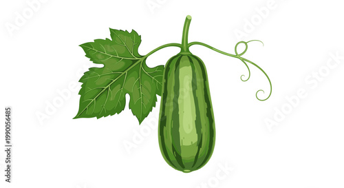 Green striped vegetable with large leaf and tendril on a white background