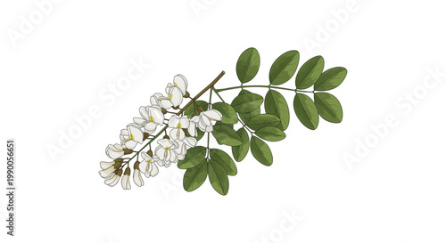 Flowering branch of black locust tree with white flowers and green leaves on white background