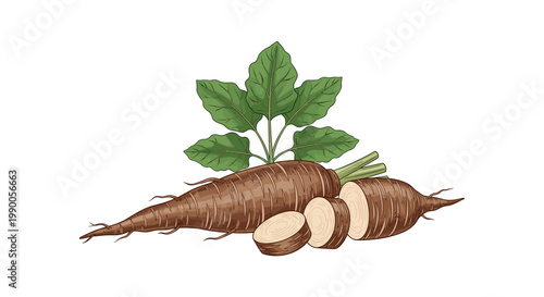 Fresh brown parsnips with green leaves and slices isolated on a white background, vegetable