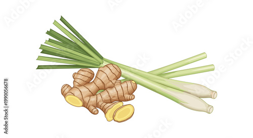 Fresh ginger root and lemongrass stalks isolated on a white background, for culinary ingredients