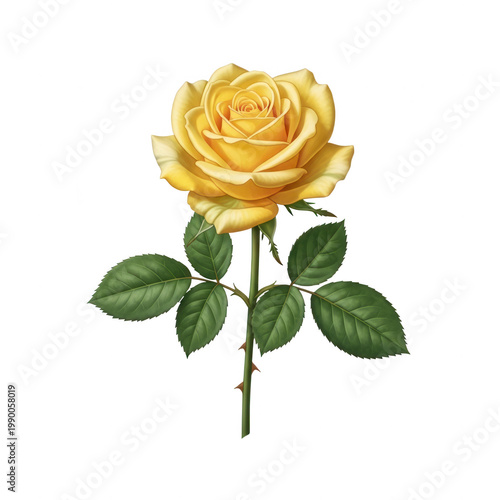 A large yellow rose with green leaves on a stem isolated on transparent background