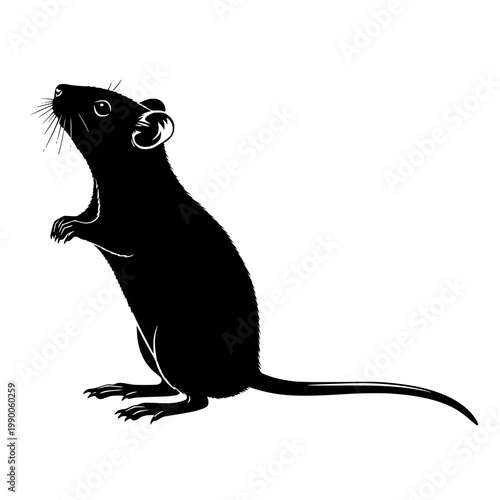 A black silhouette of a rat standing on its hind legs Vector, illustration