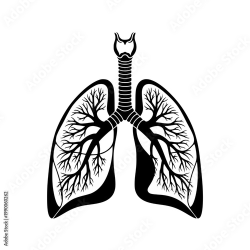 Human lungs with trachea and bronchi Vector, illustration