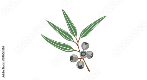 Stylized of a eucalyptus branch with grey seed pods and green leaves on white background