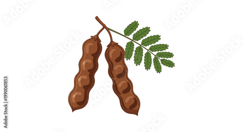 Two brown tamarind pods hanging from a branch with green leaves on white background