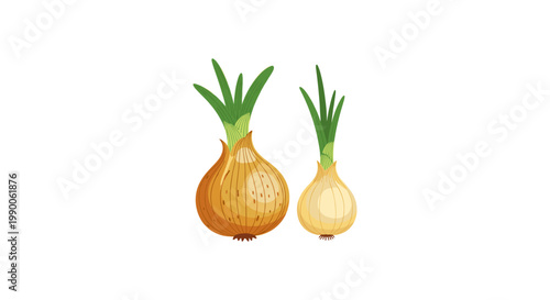 Two whole yellow onions with green sprouts isolated on a white background