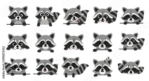 Raccoon faces in a row closeup.
