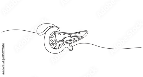 continuous one line drawing Pancreas vector illustration. line art,Human pancreas one line art. Continuous line drawing of human, internal, organs, pancreas,