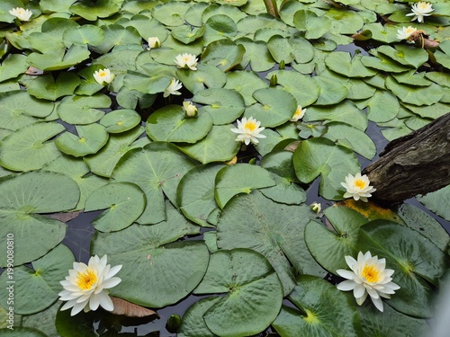 Foto White Water Lily on Green Leaves in Calm Pond