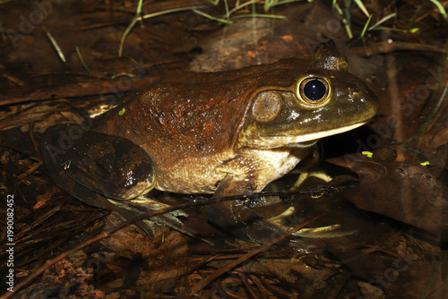 A female American Bullfrog (Rana catesbeiana / Lithobates catesbeianus) sitting in the shallow water on the edge of a pond at night. 