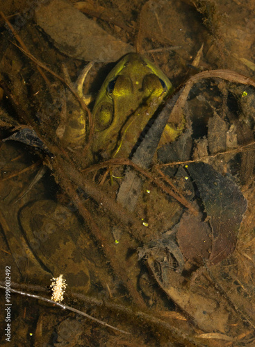 An American Bullfrog (Rana catesbeiana / Lithobates catesbeianus) underwater in a marsh with most of its body hidden under old leaves and mud. 