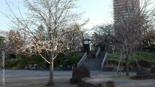 飛鳥山公園　桜　2026年3月

