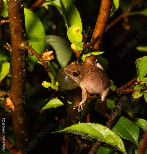 Male Spring Peeper (Pseudacris crucifer) frog perched among the branches and green leaves of a shrub near a pond while it sings to attract a mate on a warm spring night. 