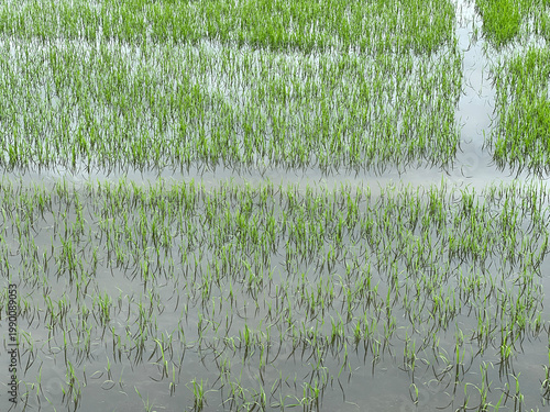 close up view of paddy field