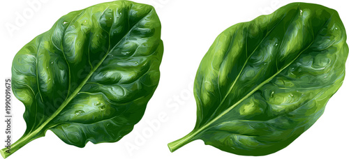 2 fresh green spinach leaves on a white background