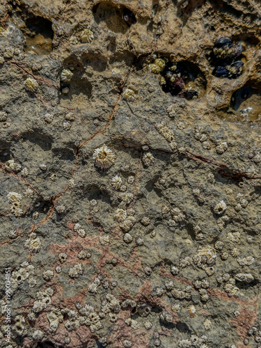 barnacles on coastal rock