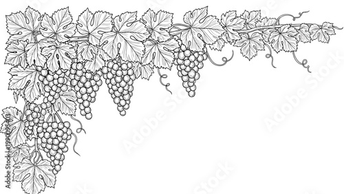 Exquisite vintage engraving of a grapevine border, adorned with lush leaves and ripe grape clusters, perfect for wine-themed designs.