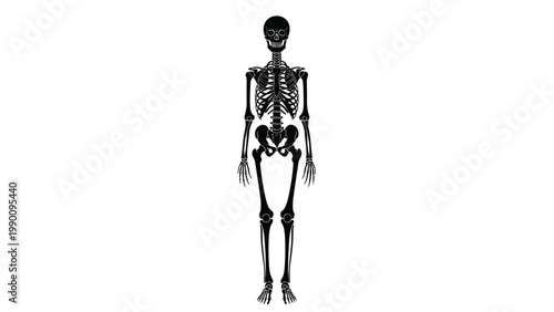 Anatomically accurate and detailed black silhouette illustration of a full human skeleton, displayed from a clear front view.