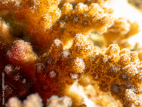 Pocillopora verrucosa hard coral close up on reef at Looc Beach Surigao City Philippines