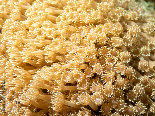 Soft coral polyps close up on tropical reef at Looc Beach Surigao City Philippines