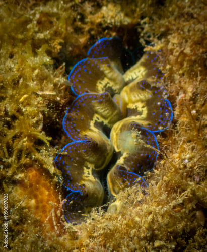 Close up of giant clam mantle with electric blue markings on tropical reef underwater