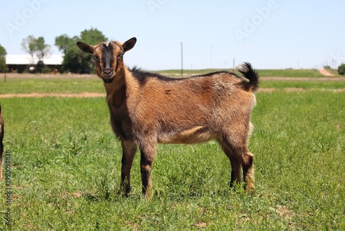 Obraz na płótnie Brown Nigerian Dwarf Goat Standing in Green Pasture