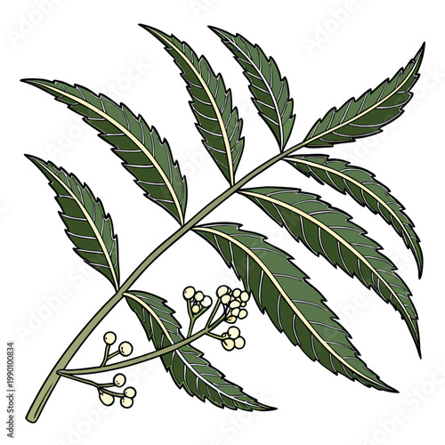 neem leaf on white background
