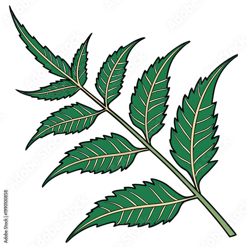Neem Leaf Vector Isolated
