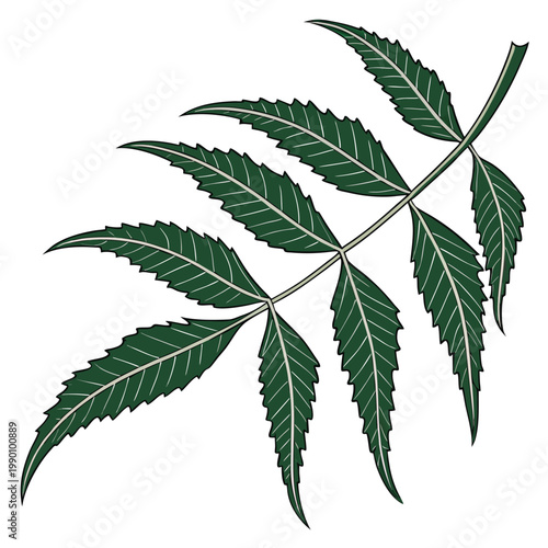 minimal vector of neem leaf 