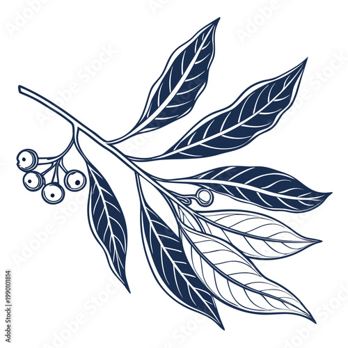  vector illustration of bay leaf