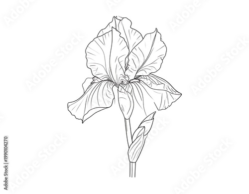 A detailed drawing of a flower with large petals