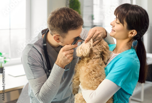 Veterinarian and nurse exam dog ear with otoscope. A curly poodle mix is held for inspection in a bright clinic, ensuring accuracy, hygiene, and calm handling. Key concept is pet checkup care.
