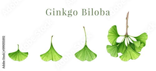 Ginkgo biloba clipart watercolor illustration set with leaves and branch, hand drawn botanical elements for herbal design, natural medicine concept, png, isolated on background.