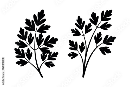 Parsley herb silhouettes set fresh green botanical sprigs vector illustration for cooking seasoning culinary herbs and organic food design use
