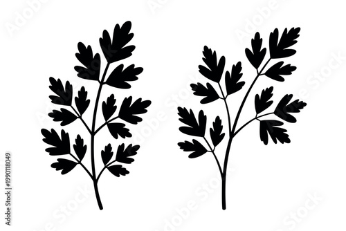 Parsley herb silhouettes fresh botanical sprigs vector illustration for culinary seasoning herbs spice garden and natural food design concepts