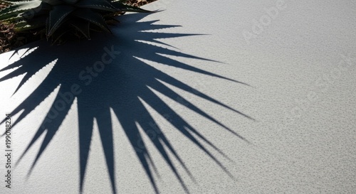 Meticulously cast spiky succulent plant shadow on light textured surface showcasing sharp geometric leaf patterns.