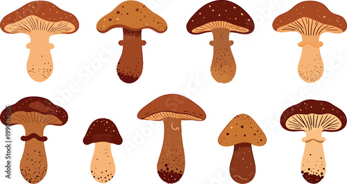 Collection of various edible mushrooms in earthy brown and orange tones Vector Illustration on a transparent background.