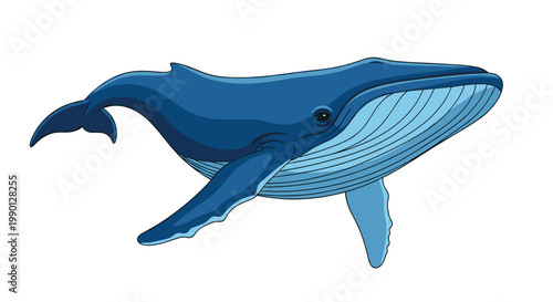 Detailed illustration of a large blue humpback whale swimming through the water shown against a plain white background.