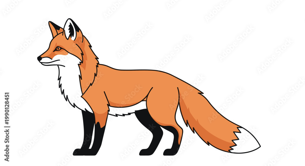 Obraz premium Realistic vector illustration of a red fox with its characteristic bushy tail and black paws standing on a white background.